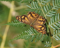 Heteronympha banksii