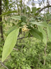 Elaeagnus umbellata