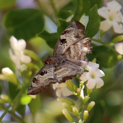 Antigonus emorsa