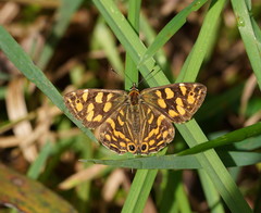 Oreixenica kershawi