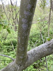 Elaeagnus umbellata