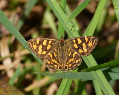 Oreixenica kershawi