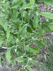 Elaeagnus umbellata