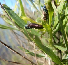 Trirhabda bacharidis