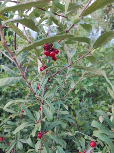 Prunus incana