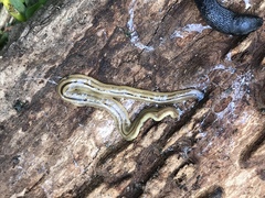 Bipalium pennsylvanicum