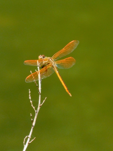 Golden-winged Skimmer photographed in North Carolina