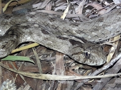 Mesotes strigatus