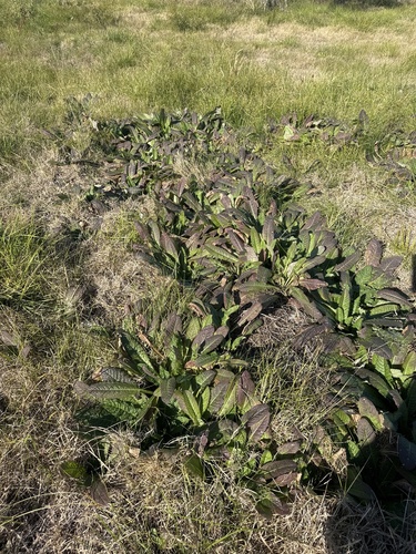 wild teasel