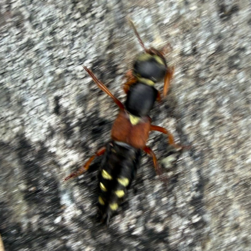Staphylinus erythropterus