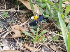 Melanchroia chephise