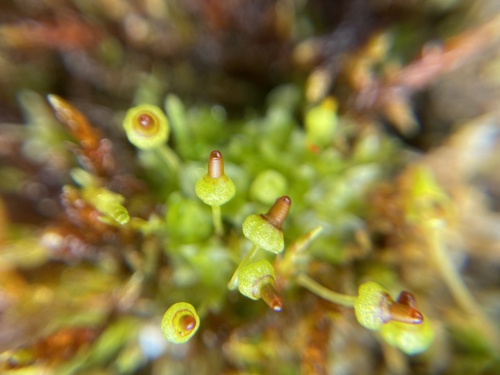 Splachnum vasculosum observed 2026-06-30