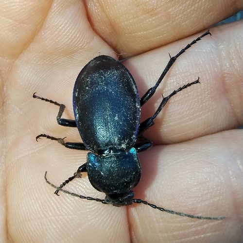 Carabus violaceus picenus