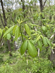 Acer negundo