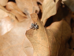 Habronattus fallax