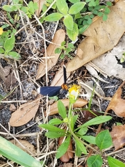 Melanchroia chephise