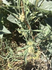 Bahiopsis reticulata