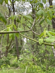 Acer negundo