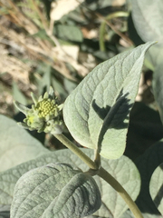 Bahiopsis reticulata