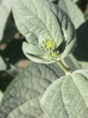 Bahiopsis reticulata