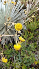 Espeletia argentea, photograph author not stated, no rights reserved