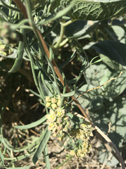 Bahiopsis reticulata