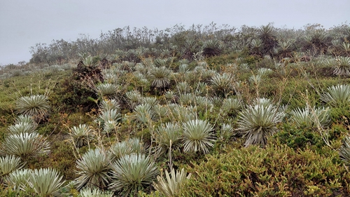 Espeletia argentea, photograph 5