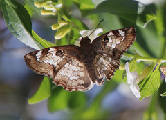 Antigonus emorsa