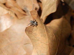 Habronattus fallax