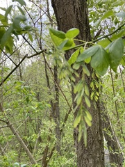 Acer negundo