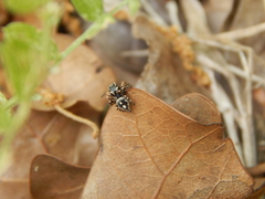 Habronattus fallax
