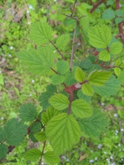 Rubus phoenicolasius