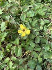 Waldsteinia fragarioides