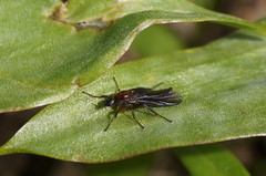 Bibioninae