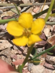 Menodora scabra