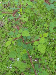 Rubus phoenicolasius