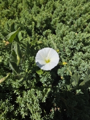 field bindweed