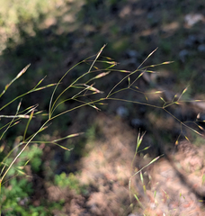 Deschampsia danthonioides, photograph (c) Dominic Gentilcore, some rights reserved (CC BY)