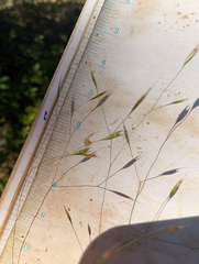 Deschampsia danthonioides, photograph (c) Dominic Gentilcore, some rights reserved (CC BY)