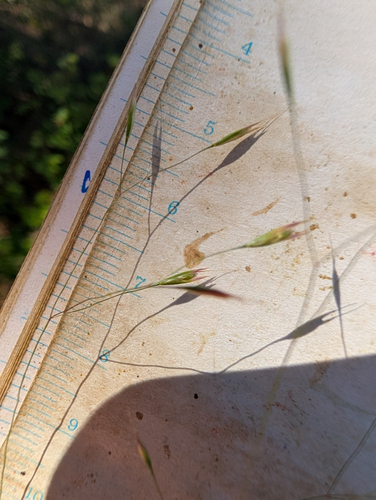 Deschampsia danthonioides, photograph 6