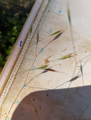 Deschampsia danthonioides, photograph (c) Dominic Gentilcore, some rights reserved (CC BY)