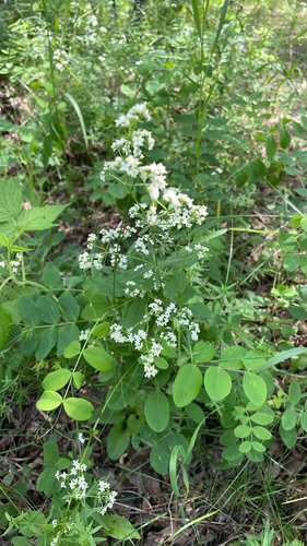 Northern Bedstraw