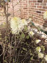 Fothergilla