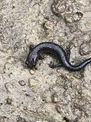 Plethodontinae