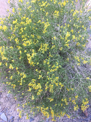 Amphipappus fremontii