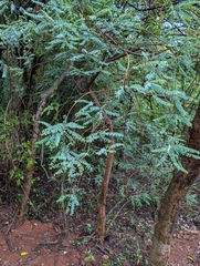 (c) Ravuri Krishna Chaitanya, some rights reserved (CC BY) Chloroxylon swietenia, photograph (c) Ravuri Krishna Chaitanya, some rights reserved (CC BY)