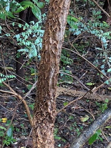 Chloroxylon swietenia, photograph 5