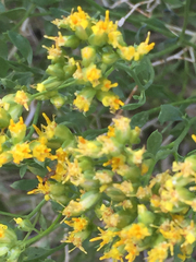 Amphipappus fremontii