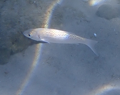 Spotted Seabass