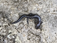 Plethodontinae